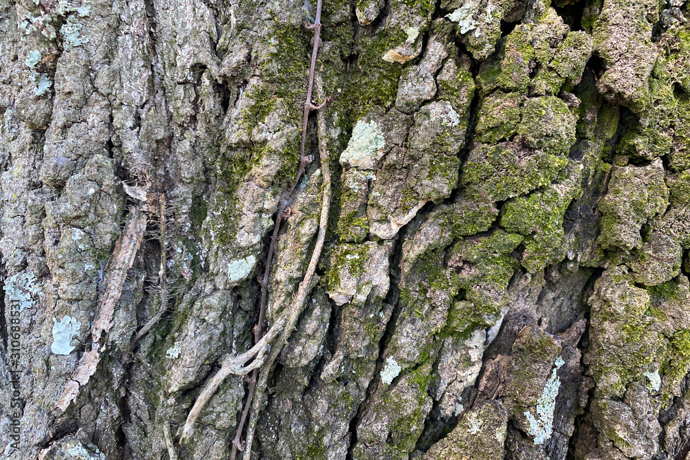 bark of a tree bark of a tree
