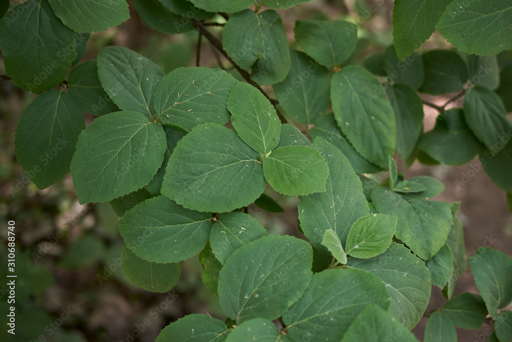 Viburnum carlcephalum Viburnum carlcephalum