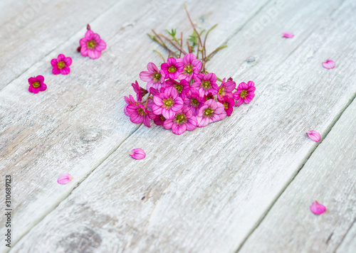 Wildflowers. Spring flowers. Saxifraga Pink flowers. Vintage floral background. Copy space