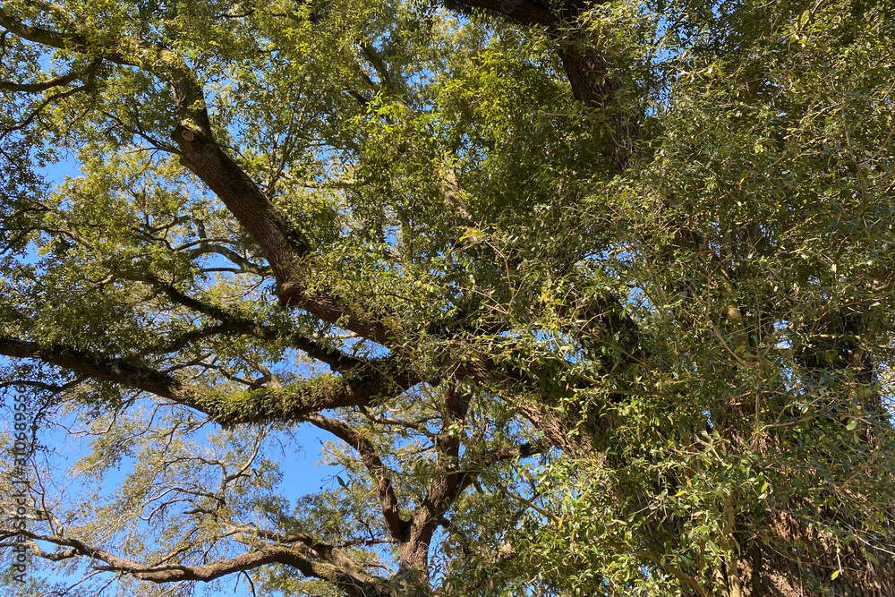 Fototapeta premium tree in spring