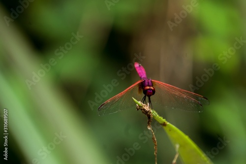Crimson Marsh Glider. Beautiful pink Dragonfly on nature green background.