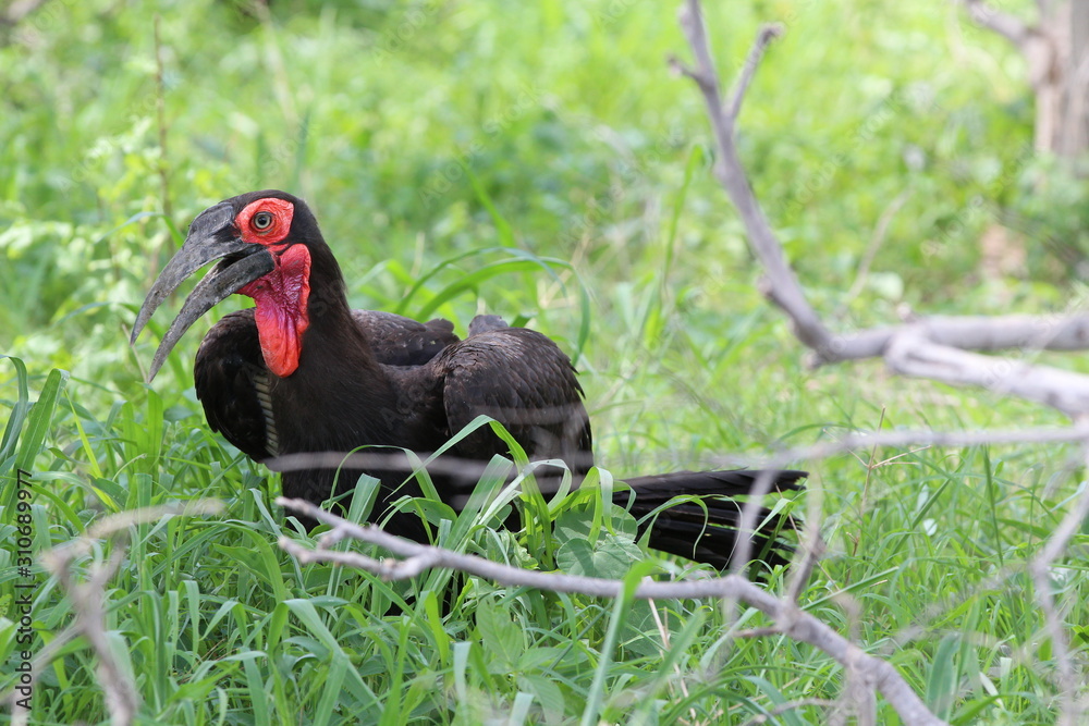 African Ground Hornbill Moremi National Parc Botswana African Ground Hornbill Moremi National Parc Botswana
