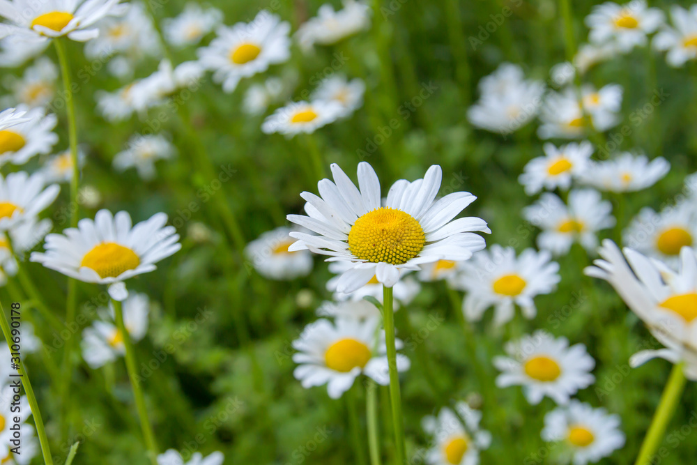 White daisy flowers blooming in spring