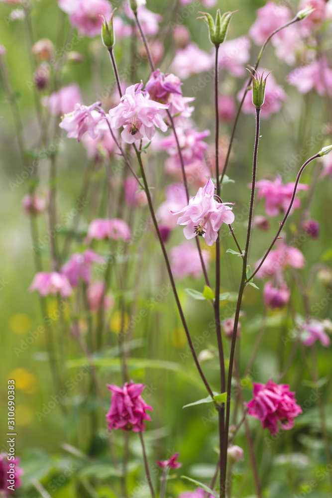 Fototapeta premium Aquilegia pink flowers in the springtime garden