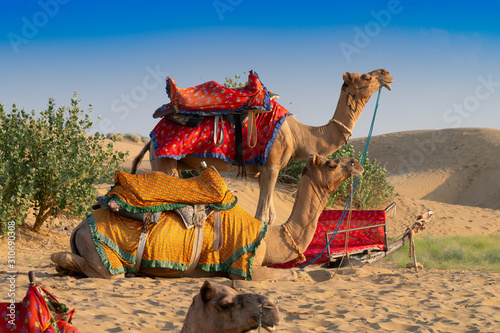 Camels, Camelus dromedarius, are large, even-toed desert animals with one hump on its back. Two camels with traditioal dresses, are waiting for tourists for camel ride at Thar desert,Rajasthan, India.