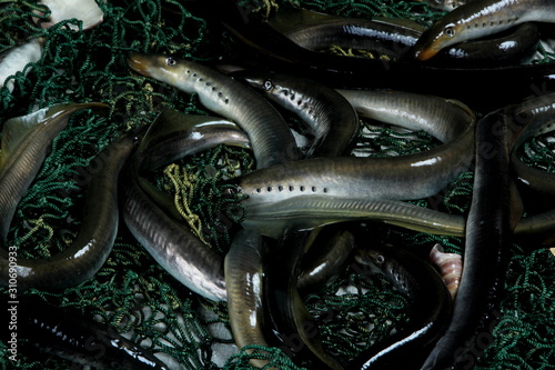 Foto fresh lamprey on table with green fisherman's net and old wooden background
