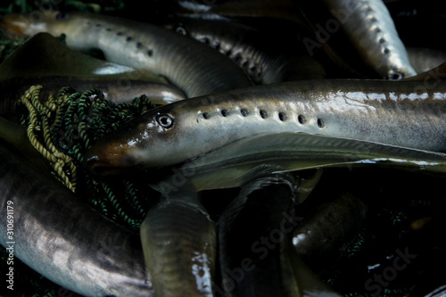 Foto fresh lamprey close up on table with green fisherman's net and old wooden backgr