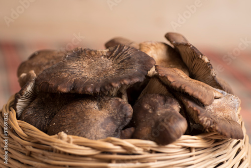 fresh wild mushrooms  collected in a basket  on a table with checkered tablecloth