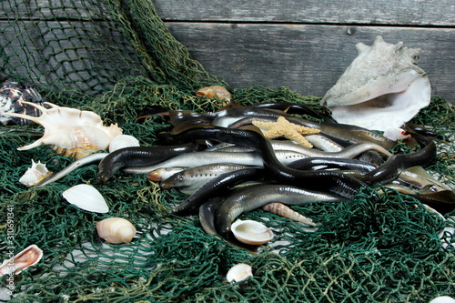 fresh lamprey on table with green fisherman's net and old wooden background photo