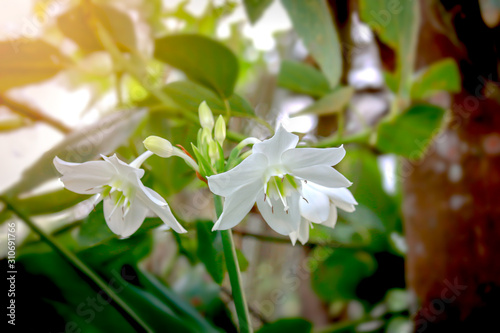 Fototapeta Naklejka Na Ścianę i Meble -  Amazon lily, Eucharis lily, Eucharis grandiflora, beautiful white flowers of a tropical plant with green leaves blooming in summer garden