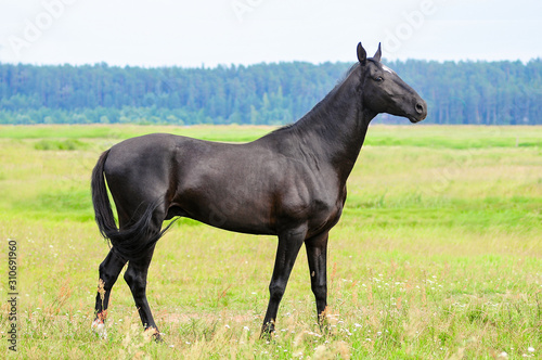 Black akhal-teke stallion posing in summer field