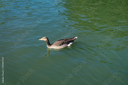 Duck alone on green water