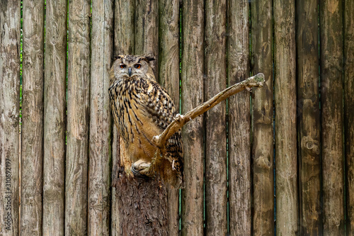 Eurasian eagle-owl looking at camera