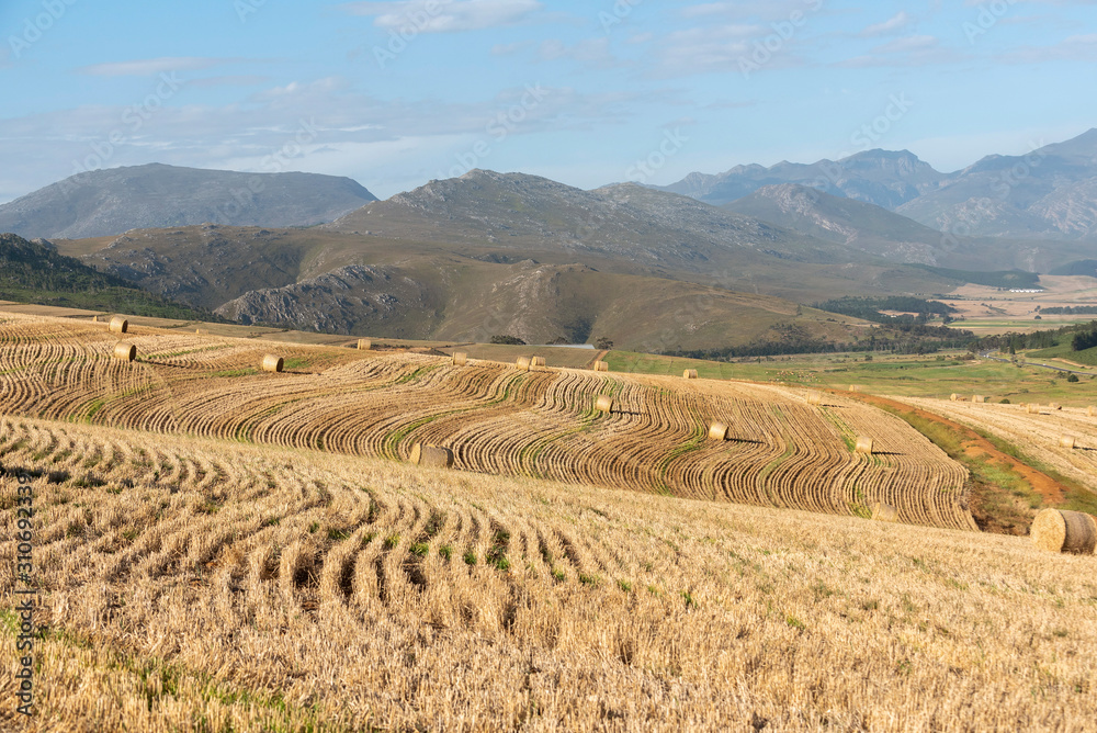 Caledon, Western Cape, South Africa. December 2019.  Wheat harvest time and bales on farmland  in the Caledon region of the western cape.