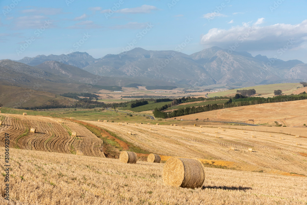 Caledon, Western Cape, South Africa. December 2019.  Wheat harvest time and bales on farmland  in the Caledon region of the western cape.