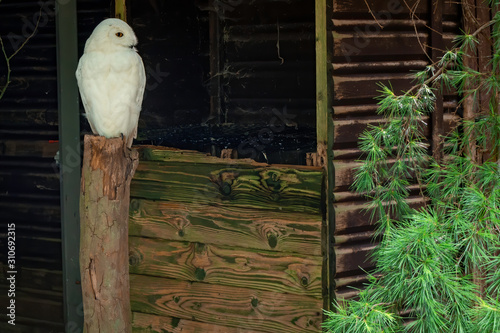 Majestic white owl on a trunk