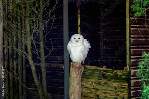 White owl sleeping on a trunk