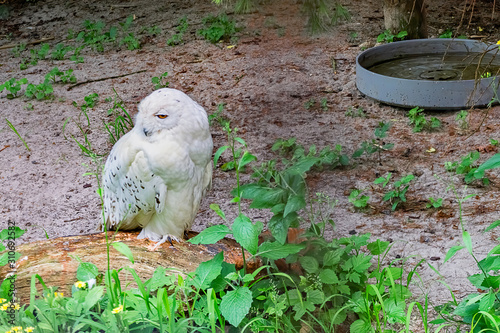 White owl with orange eyes