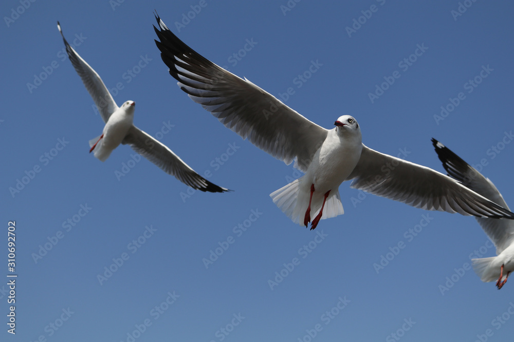 There are seagull bird in flying action at Bang Pu, Thailand on the white background and cliping path. There are seagull bird in flying action at Bang Pu, Thailand on the white background and cliping path.