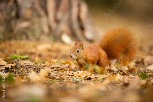 Squirrel. The squirrel was photographed in the Czech Republic. Squirrel is a medium-sized rodent. Inhabiting a wide territory ranging from Western Europe to Eastern Asia. Free nature. Beautiful pictur photo