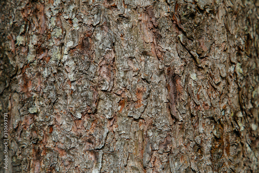 Detail of the bark of a pine in Oiartzun. Gipuzkoa Detail of the bark of a pine in Oiartzun. Gipuzkoa