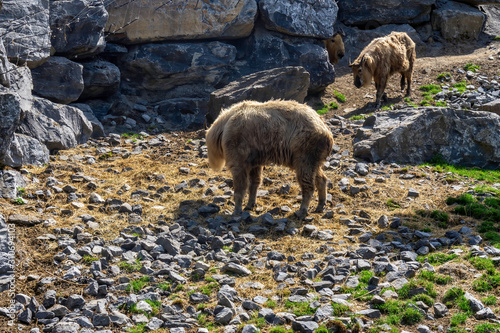 Takin familly on a mountain