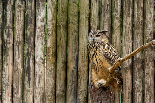Eurasian eagle-owl from side