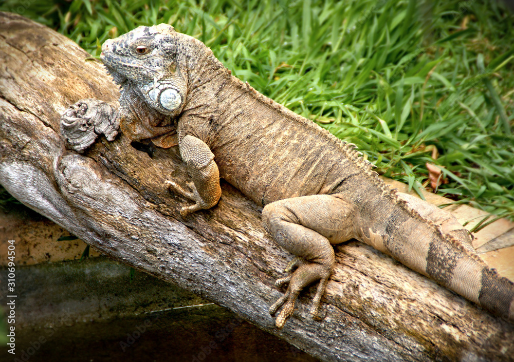 Green iguana also known as the American iguana Green iguana also known as the American iguana