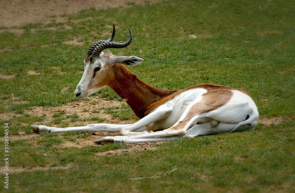 The springbok (Antidorcas marsupialis) is a antelope found mainly in southern and southwestern Africa The springbok (Antidorcas marsupialis) is a antelope found mainly in southern and southwestern Africa