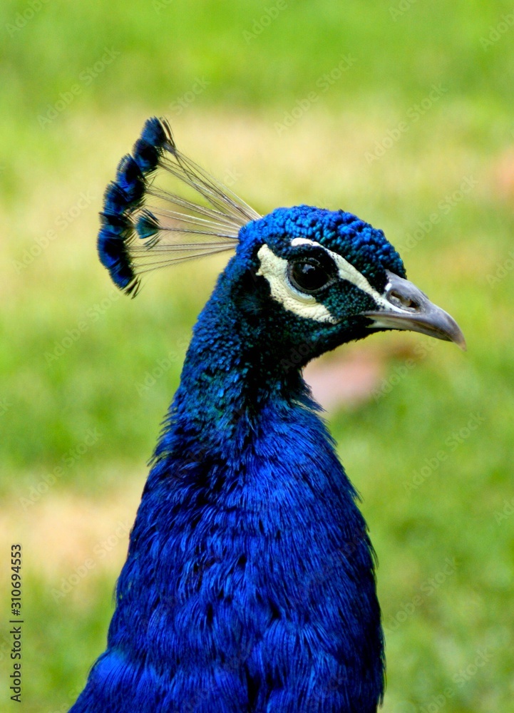 Peafowl is a common name for birds in the genera Pavo and Afropavo of the Phasianidae family Peafowl is a common name for birds in the genera Pavo and Afropavo of the Phasianidae family