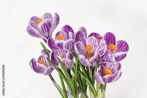 Beautiful violet colored crocuses flower on light background with copy space. Bright spring postcard for wishes and congratulations.