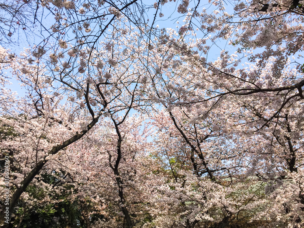 Cherry blossom (hanami) in spring time Cherry blossom (hanami) in spring time