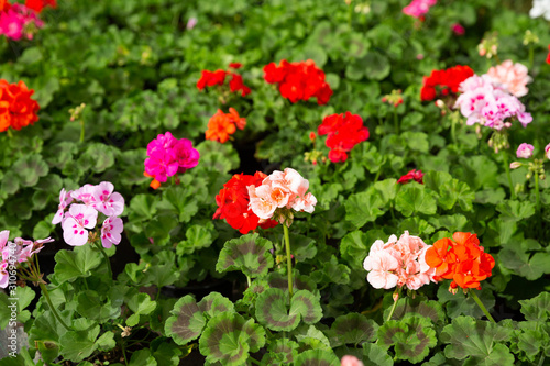 Fototapeta Naklejka Na Ścianę i Meble -  Blooming geranium flowers in greenhouse