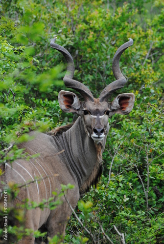 Adult Kudu Antelope 