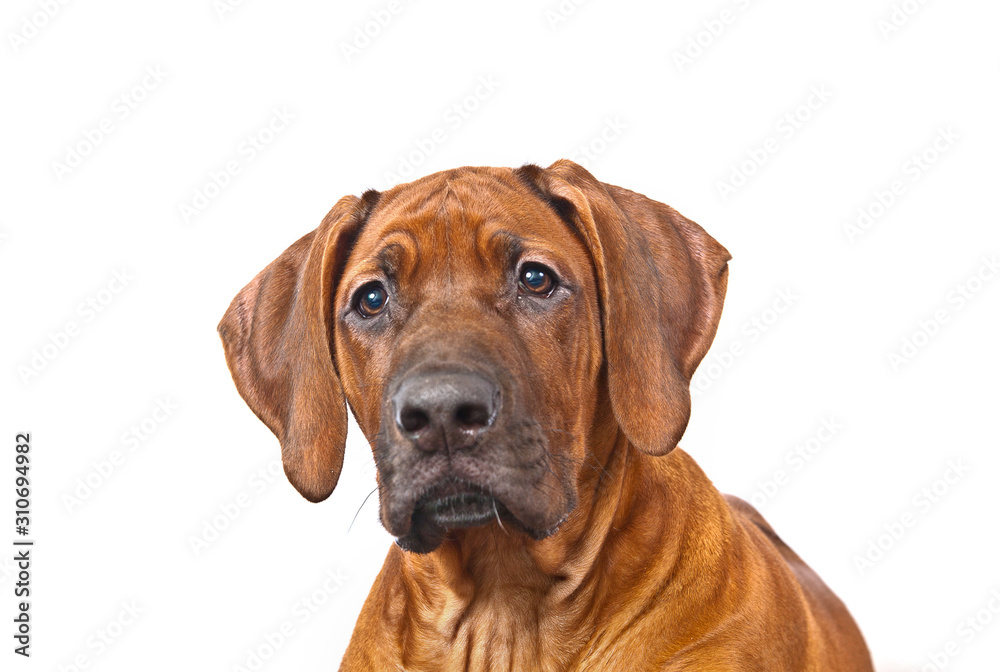 Dog Rhodesian ridgeback emotional portrait isolated on white background
