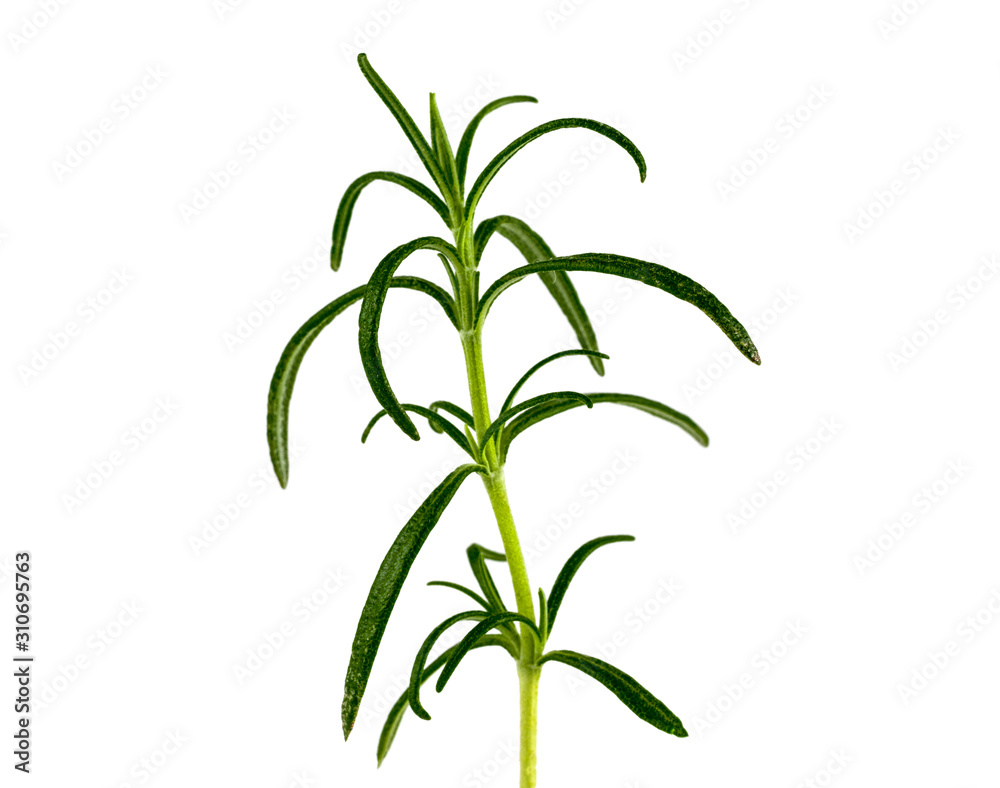 .rosemary branch on a white background .rosemary branch on a white background