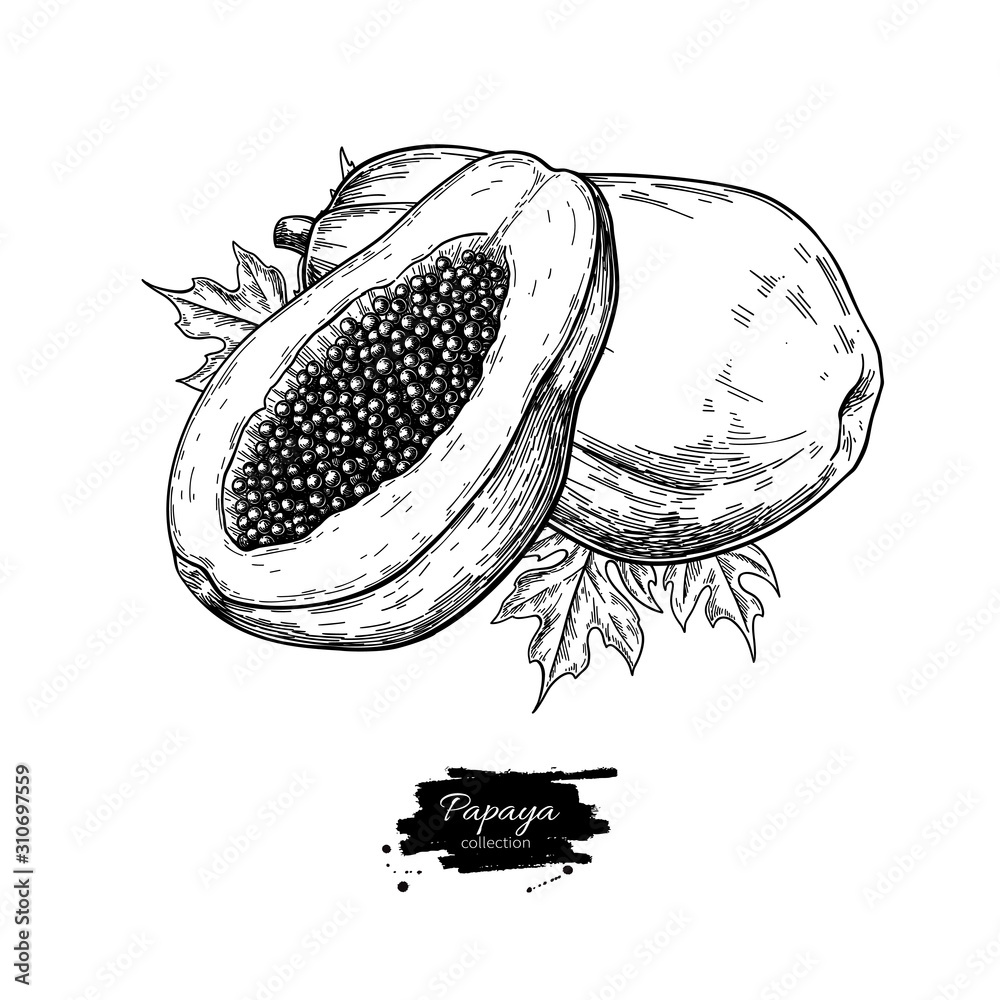 Papaya vector drawing. Hand drawn tropical fruit illustration. obraz