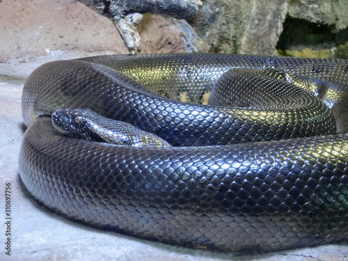 Zusammengerollte schwarze Anaconda im Terrarium