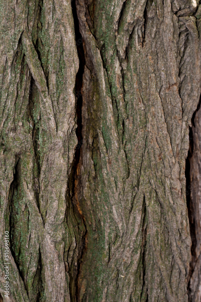 textured tree bark with deep cracks textured tree bark with deep cracks
