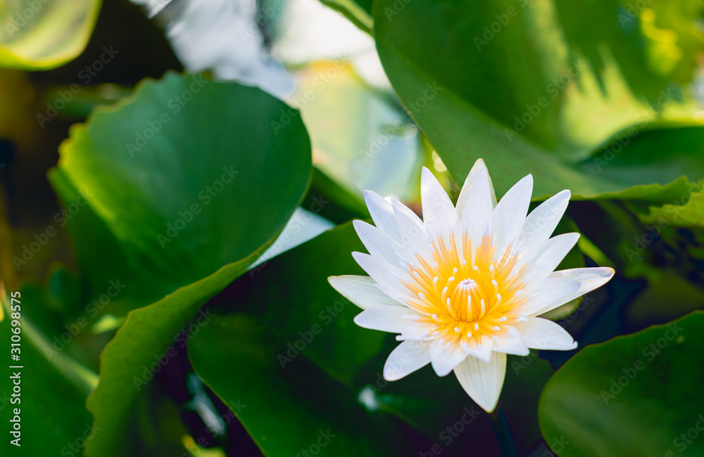 Beautiful white lotus flower with green leaf background in pond and nature light, In morning sun rise, Is a flowers that people popularly bring it to the monks in Buddhism, Selective focus. Beautiful white lotus flower with green leaf background in pond and nature light, In morning sun rise, Is a flowers that people popularly bring it to the monks in Buddhism, Selective focus.