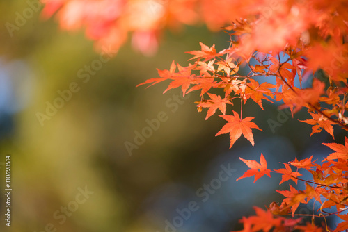 nature   maple   landscape