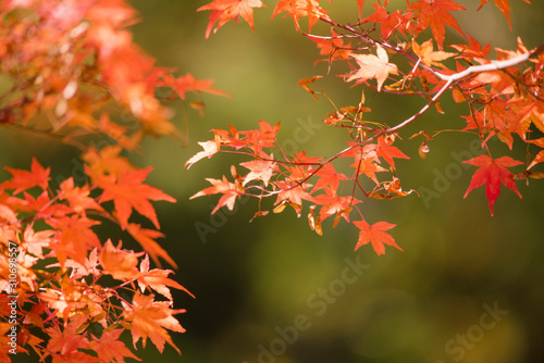 nature   maple   landscape