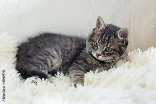 Little grey kitten in veterinary plastic cone on the head at recovery after surgery. Animal healthcare.