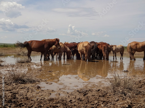 Chevaux en libert   en Mongolie s abreuvant dans une marre