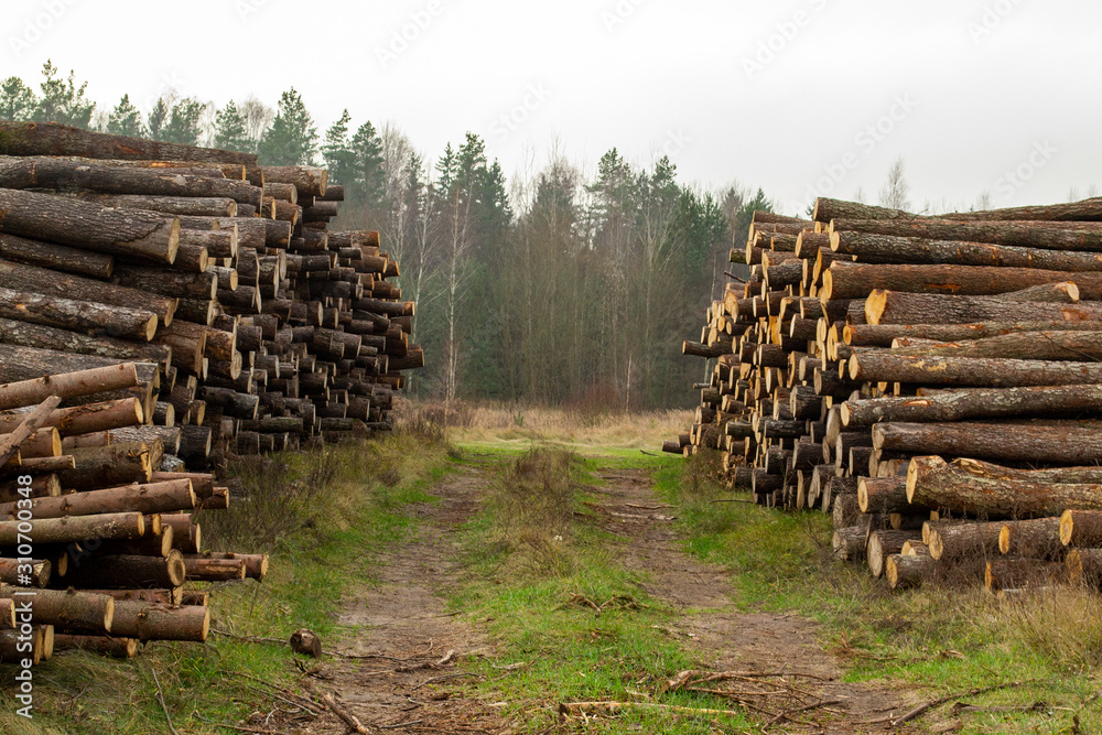 large pile of logs near the forest, selective focus, blur background