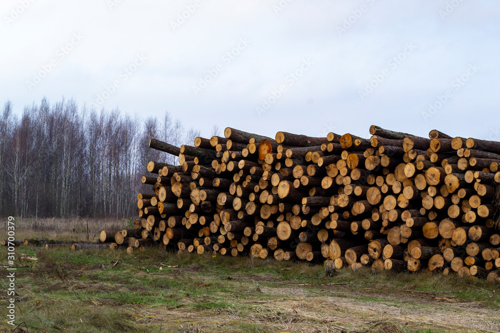 large pile of logs near the forest, selective focus, blur background