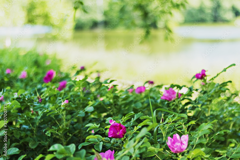 On a blurred background of greenery and flowers, the water surface of the lake in the park. Selective focus. On a blurred background of greenery and flowers, the water surface of the lake in the park. Selective focus.