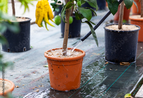 Watering lemon plant in pot.