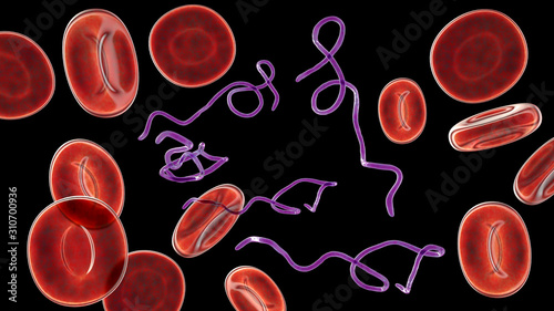 Borrelia bacteria in blood, 3D illustration. The causative agent of Lyme disease and relapsing fever photo