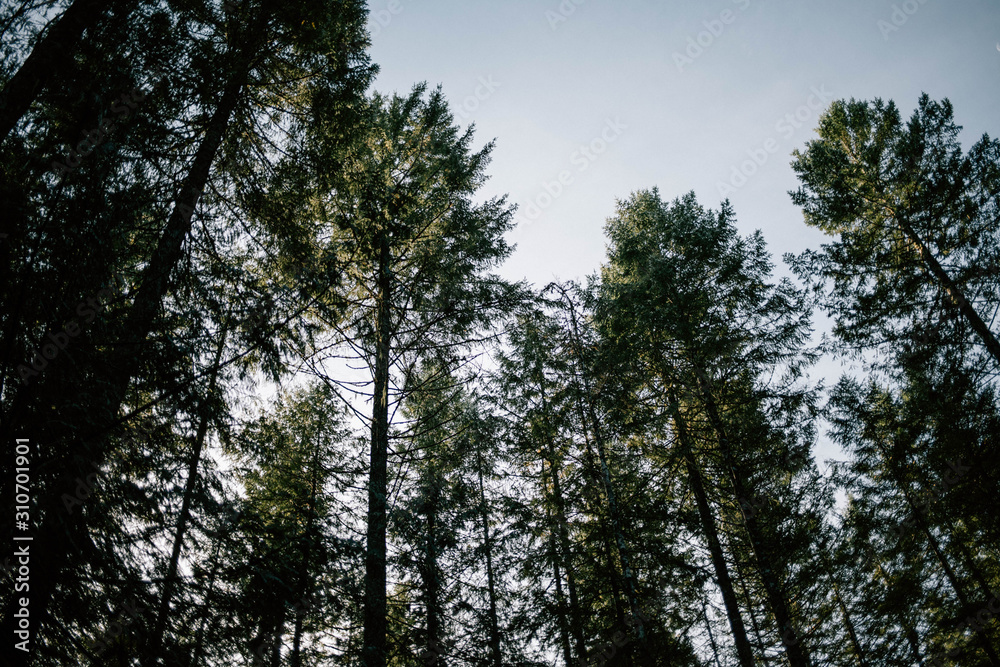 Trees Trees